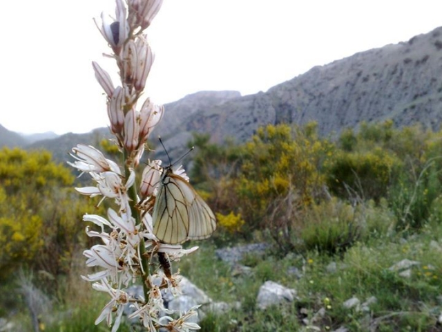 Mariposa en la flor